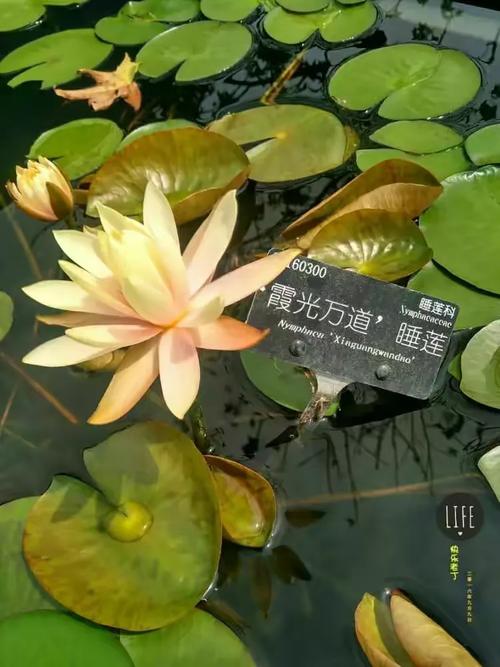 沁人心脾,镜中水月